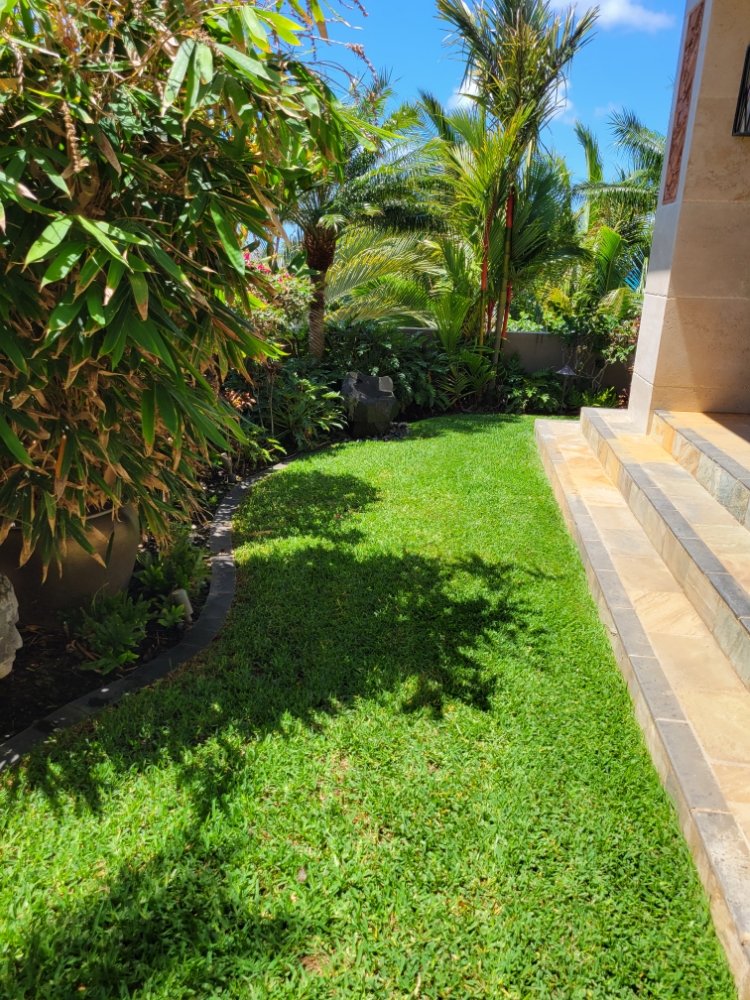 A neatly maintained lawn bordered by tropical plants